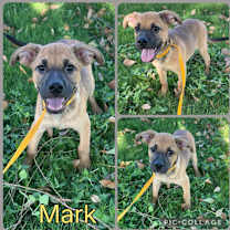 adopt-pet