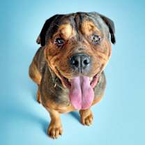 adopt-pet