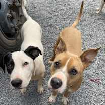 Thumbnail photo of Cody #1