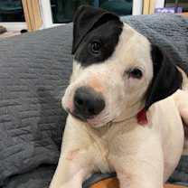 Thumbnail photo of Cody #3