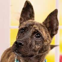 adopt-pet