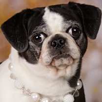 adopt-pet