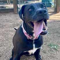 Thumbnail photo of Nova #1