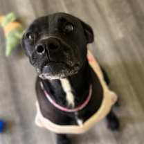 Thumbnail photo of Nova #2