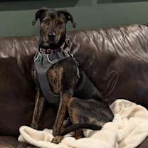 Thumbnail photo of Moose #2