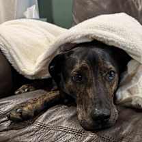 Thumbnail photo of Moose #3