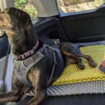 Thumbnail photo of Moose #4