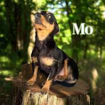 Thumbnail photo of Mo #3