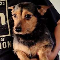 Thumbnail photo of curly #1