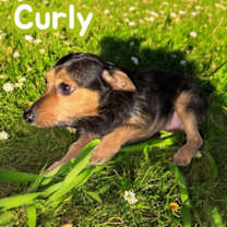 Thumbnail photo of curly #2