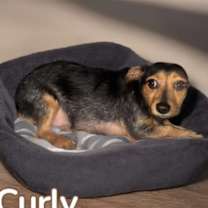 Thumbnail photo of curly #3