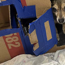 Thumbnail photo of Mamba #2