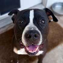 adopt-pet