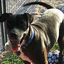 adopt-pet