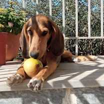 adopt-pet