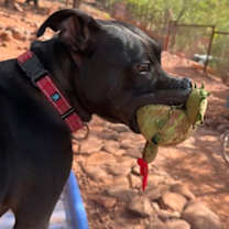adopt-pet