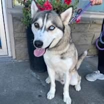 Thumbnail photo of Panda #1