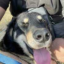 adopt-pet