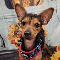 Thumbnail photo of Donnie aka Fred JuM #1