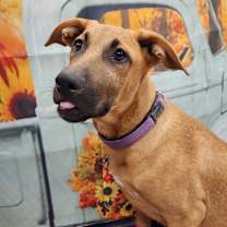 Thumbnail photo of Lavender Rose LiW #1