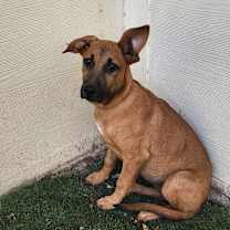 Thumbnail photo of Lavender Rose LiW #4