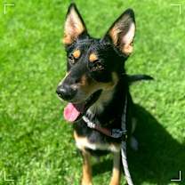 Thumbnail photo of LOBO #1