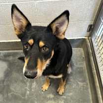 Thumbnail photo of LOBO #3