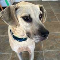 Thumbnail photo of Biscuit #2