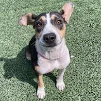 Thumbnail photo of Dee #1