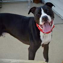 Thumbnail photo of Rio  #1