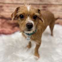 adopt-pet