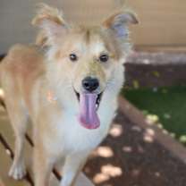 adopt-pet