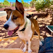adopt-pet