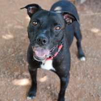 adopt-pet