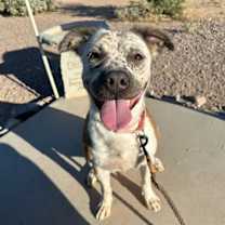 adopt-pet