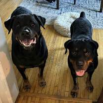 Thumbnail photo of Xena #2