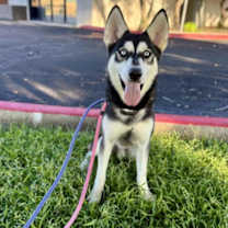 adopt-pet