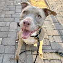 adopt-pet