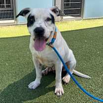 adopt-pet