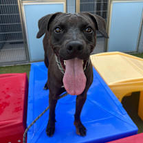 adopt-pet
