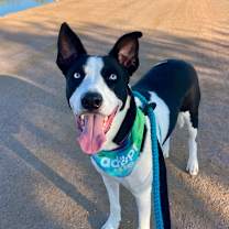 adopt-pet