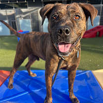 adopt-pet