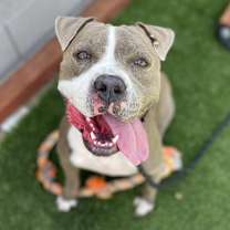 adopt-pet