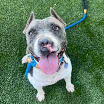 adopt-pet