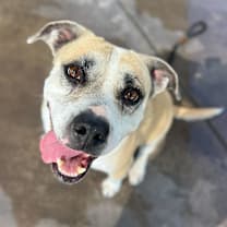 adopt-pet