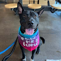 adopt-pet
