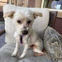 Thumbnail photo of Lacy #4