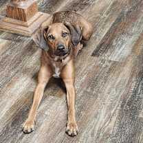 Thumbnail photo of Momma Bell #3