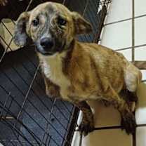 Thumbnail photo of Glen (TX) #4