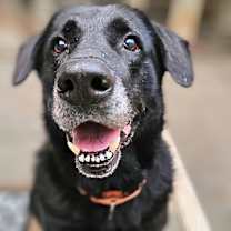 Thumbnail photo of Ranger #1